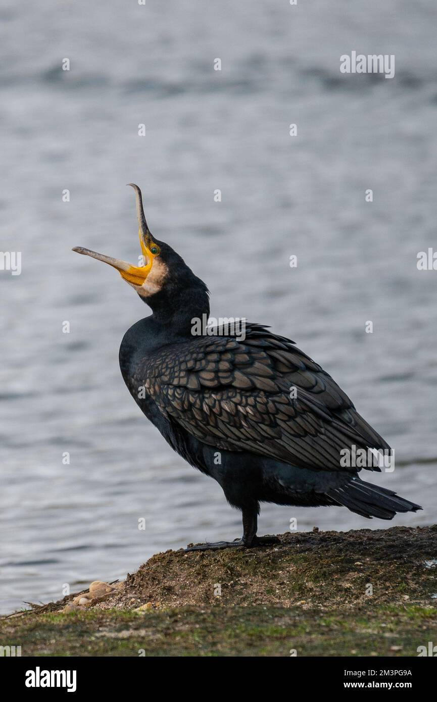 Ein großer Kormoran (Phalacrocorax carbo) mit seinem Schnabel, der an einem Herbsttag in einem Teich geöffnet ist. Stockfoto