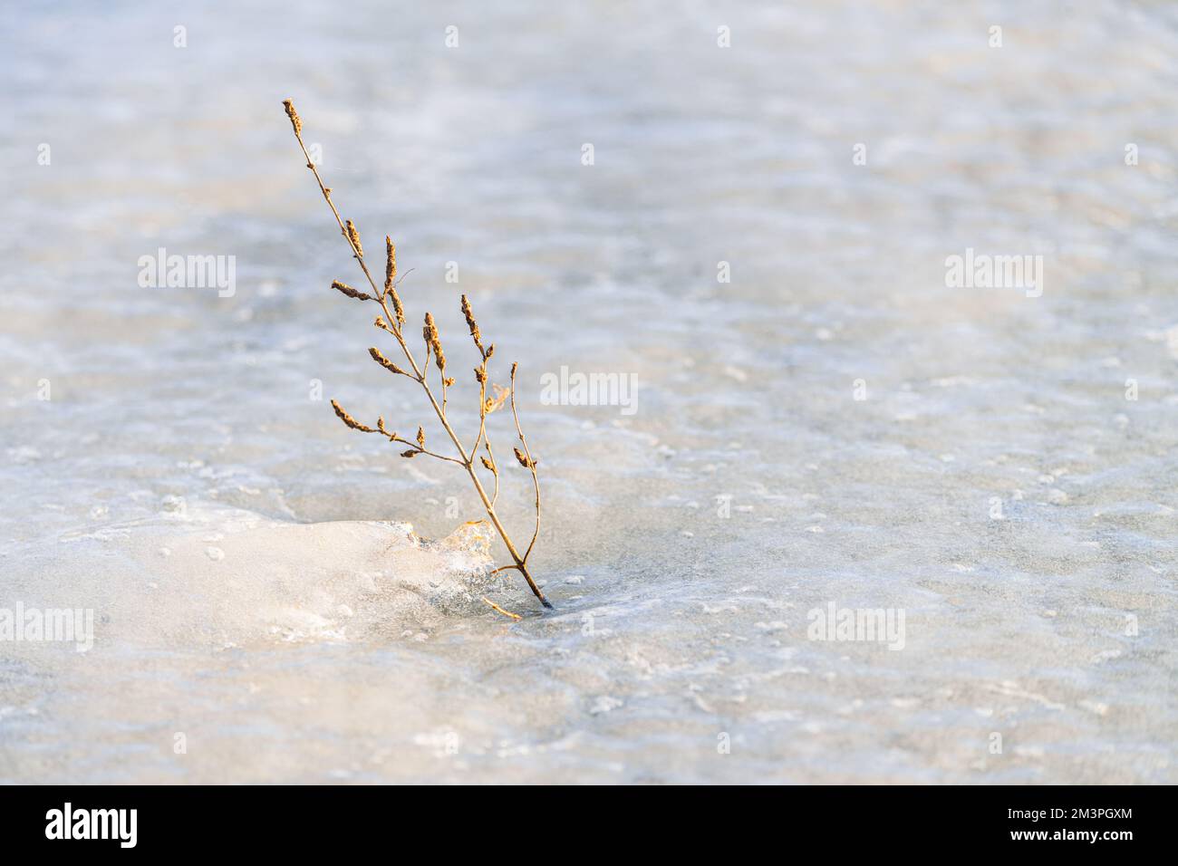 An einem späten Nachmittag im Winter kommt unter dem Eis eines gefrorenen Sees eine Grasschnalle. Stockfoto