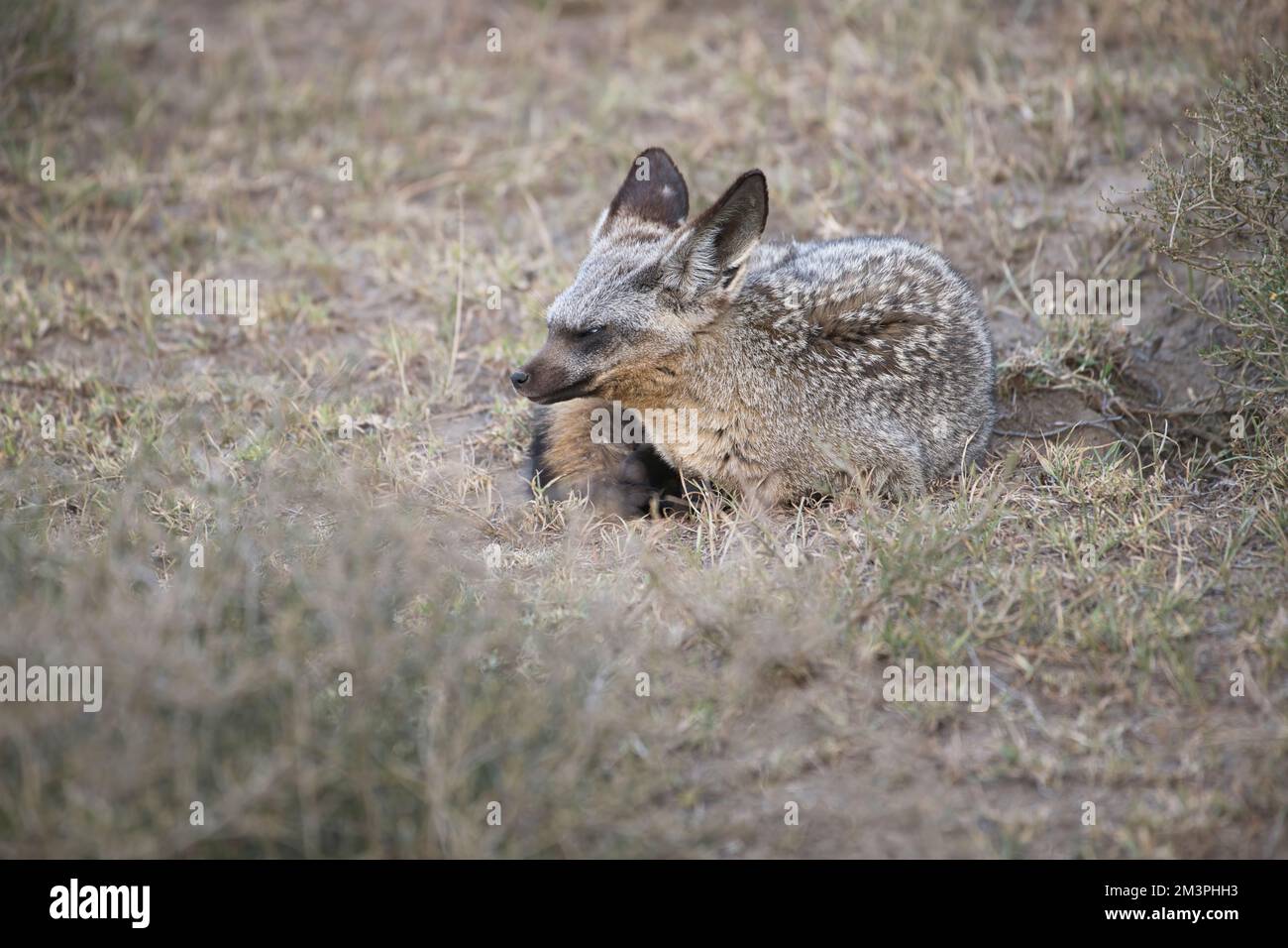 Fledermausfuchs (Otocyon megalotis), der sich am frühen Abend vor seiner Höhle ausruht Stockfoto