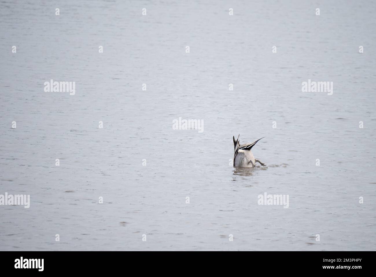 Anas acuta drake, männlich, allein auf dem See. UK. Stockfoto