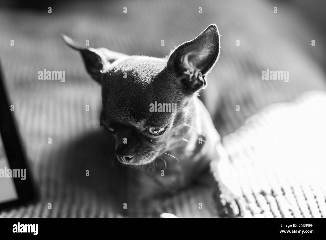 Eine Nahaufnahme zeigt einen süßen chihuahua Welpen einer Haussäugetiere, der sich auf einem Bett entspannt. Haustiere ruhen sich aus, schlafen. Eine rührende und emotionale Stockfoto