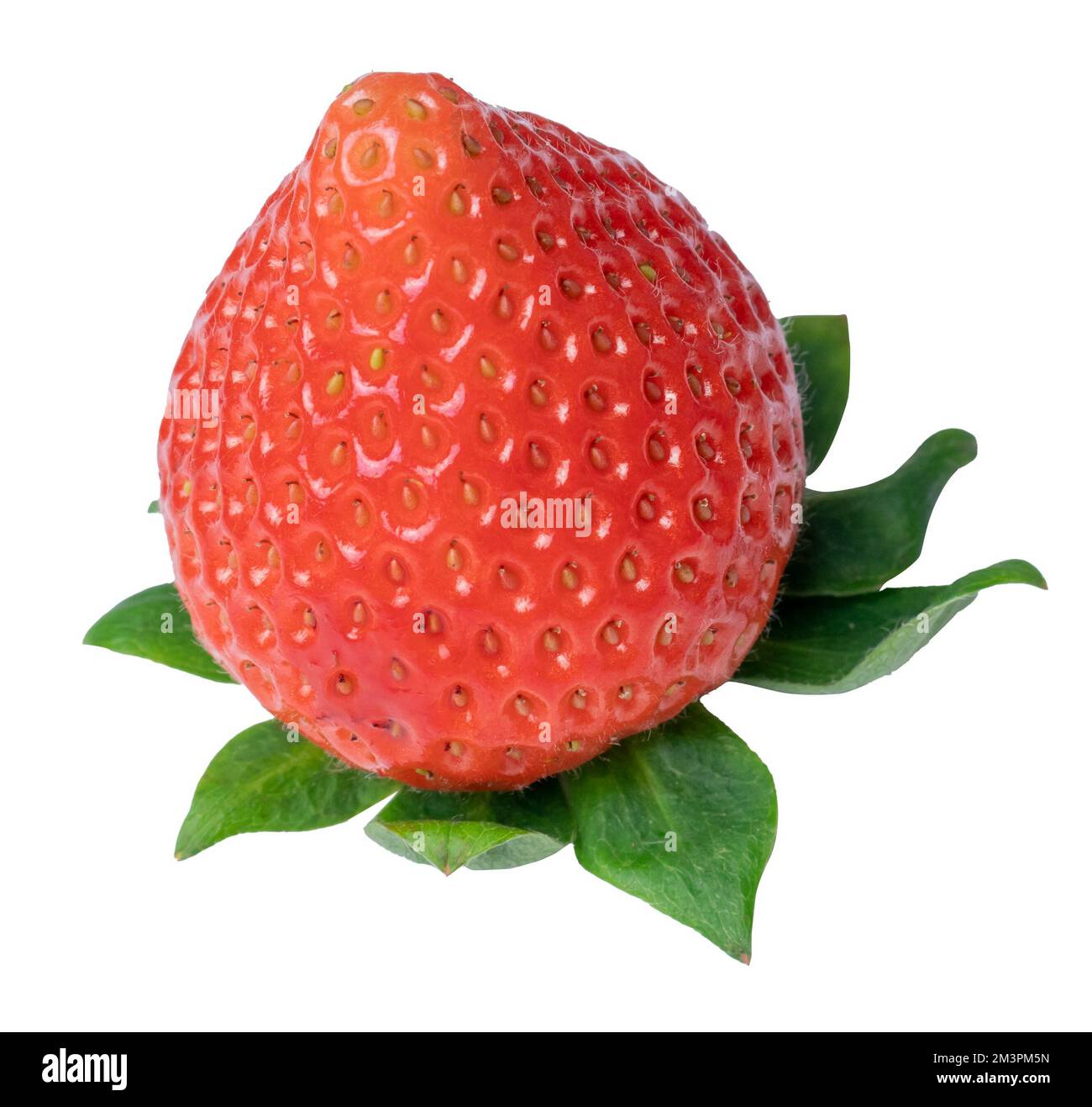 Frisches Erdbeerrot, isoliert auf weiß. Stockfoto