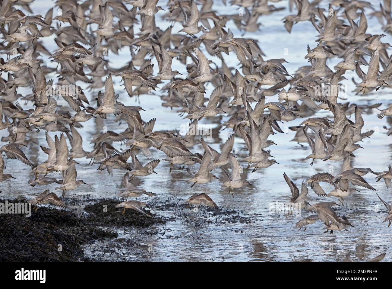 Roter Knoten im Flug im Hafen von Heysham Lancashire UK Stockfoto