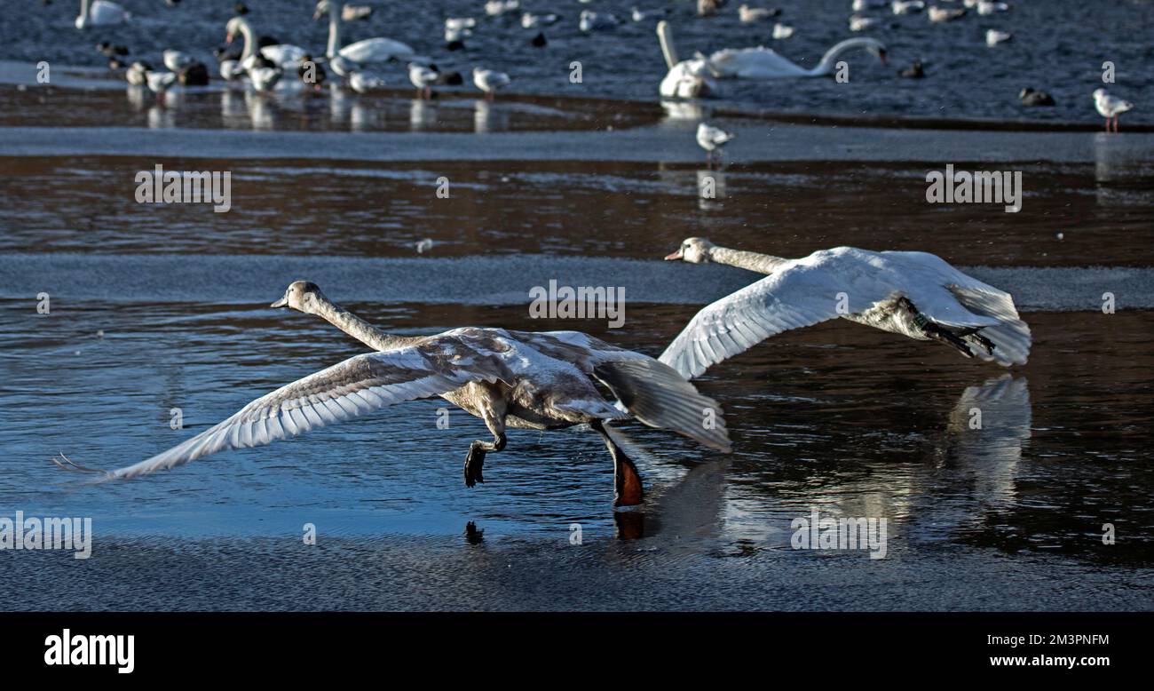 Duddingston Loch, Edinburgh, Schottland. UK. 16.. Dezember 2022 Stumme Schwäne und andere Wasservögel verlassen sich immer noch auf zusätzliches Futter von den Einheimischen, da das gefrorene Wasser den Großteil des sees mit Ausnahme des kleinen Teils des offenen Wassers bedeckt. Die Temperatur ist zum ersten Mal seit über einer Woche auf 4 Grad gestiegen, und am Wochenende wird mit milderen Wetterbedingungen gerechnet. Abbildung: Ein Erwachsener und ein junger Mute Swan starteten auf den Flug auf der eisigen loch-Oberfläche. Kredit: ArchWhite/alamy Live News. Stockfoto