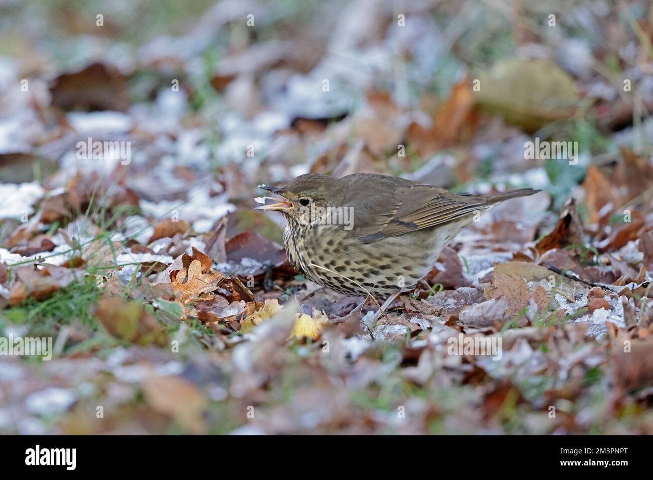 Song Thrush beim Essen von Äpfeln im Schnee im Forest of Dean Gloucestershire UK Stockfoto