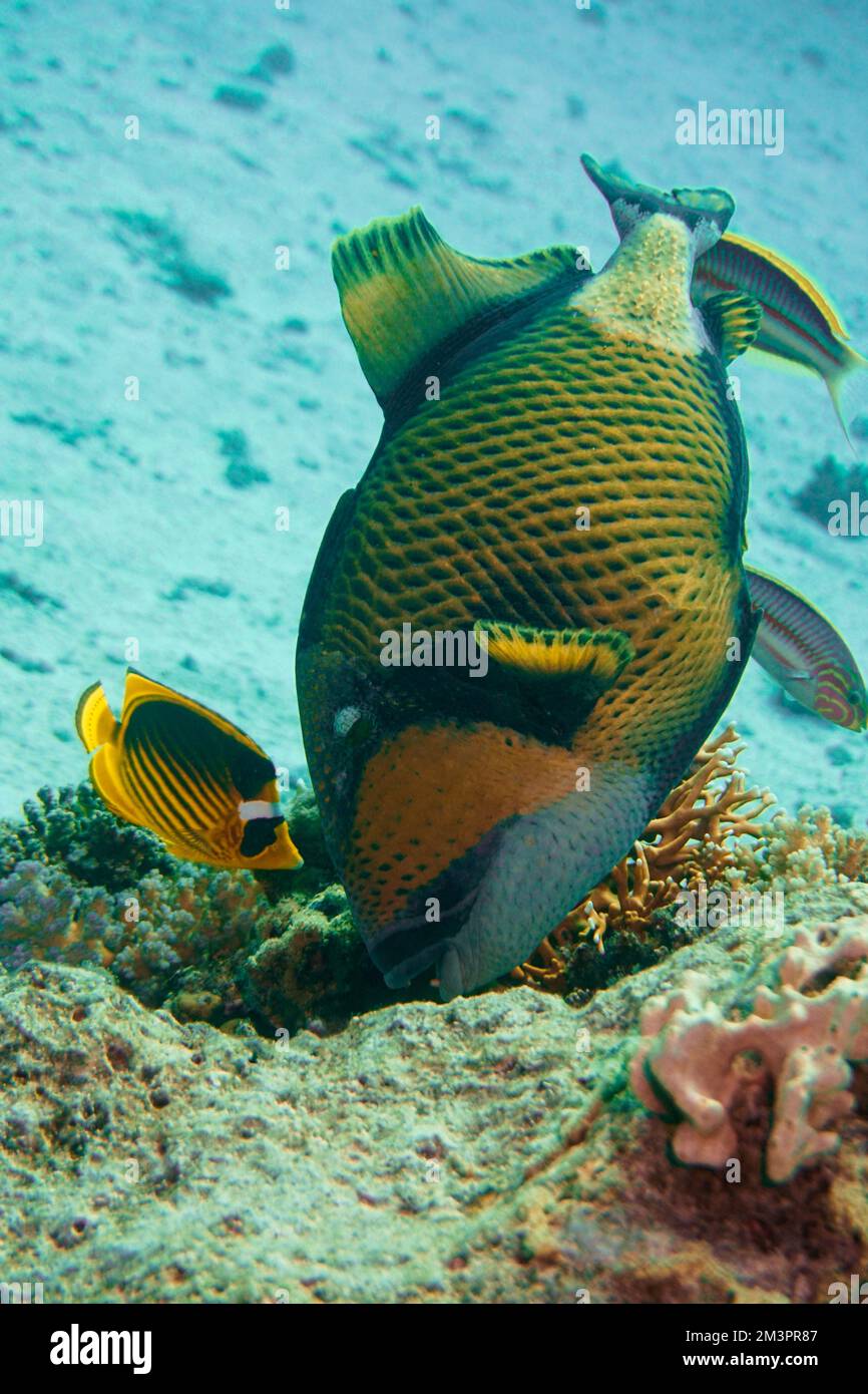 Schöner Picasso Titan Triggerfish, Auslöser Fische an einem bunten Korallenriff im Roten Meer in Ägypten. Blaues Wasser, Hurghada, Sporttauchen, Unterwasser Stockfoto