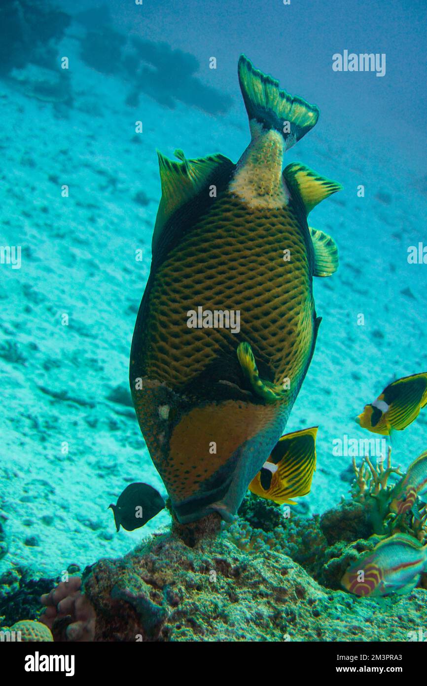 Schöner Picasso Titan Triggerfish, Auslöser Fische an einem bunten Korallenriff im Roten Meer in Ägypten. Blaues Wasser, Hurghada, Sporttauchen, Unterwasser Stockfoto