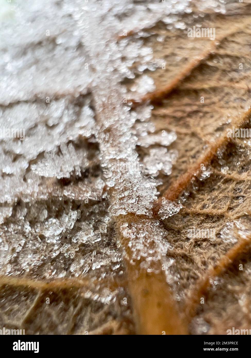 Makrofoto von Frosted Leaf Stockfoto