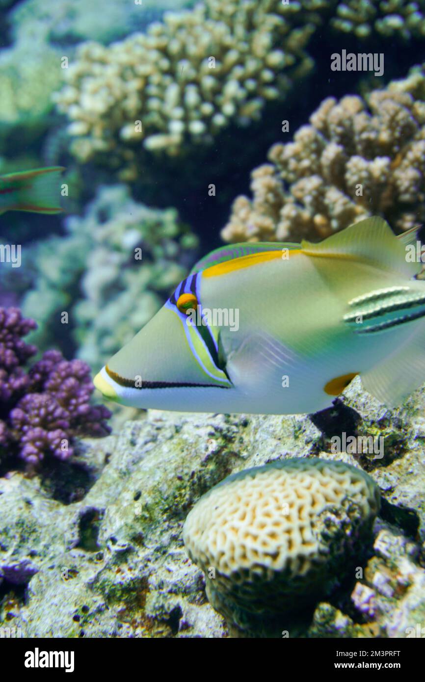 Der wunderschöne Picasso Triggerfish, der Auslösefisch an einem farbenfrohen Korallenriff im Roten Meer in Ägypten. Blaues Wasser, Hurghada, Sporttauchen, Lionfish, Unterwasser Stockfoto