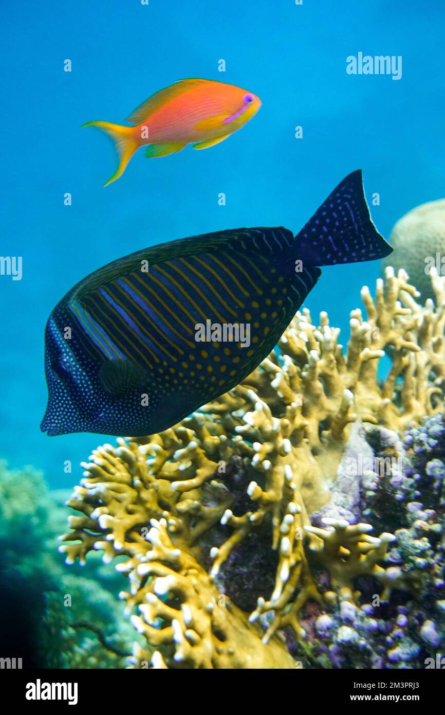 Wunderschöne Korallenfische an einem farbenfrohen Korallenriff im Roten Meer in Ägypten. Blaues Wasser, Hurghada, Sporttauchen, Lionfish, Unterwasser Stockfoto