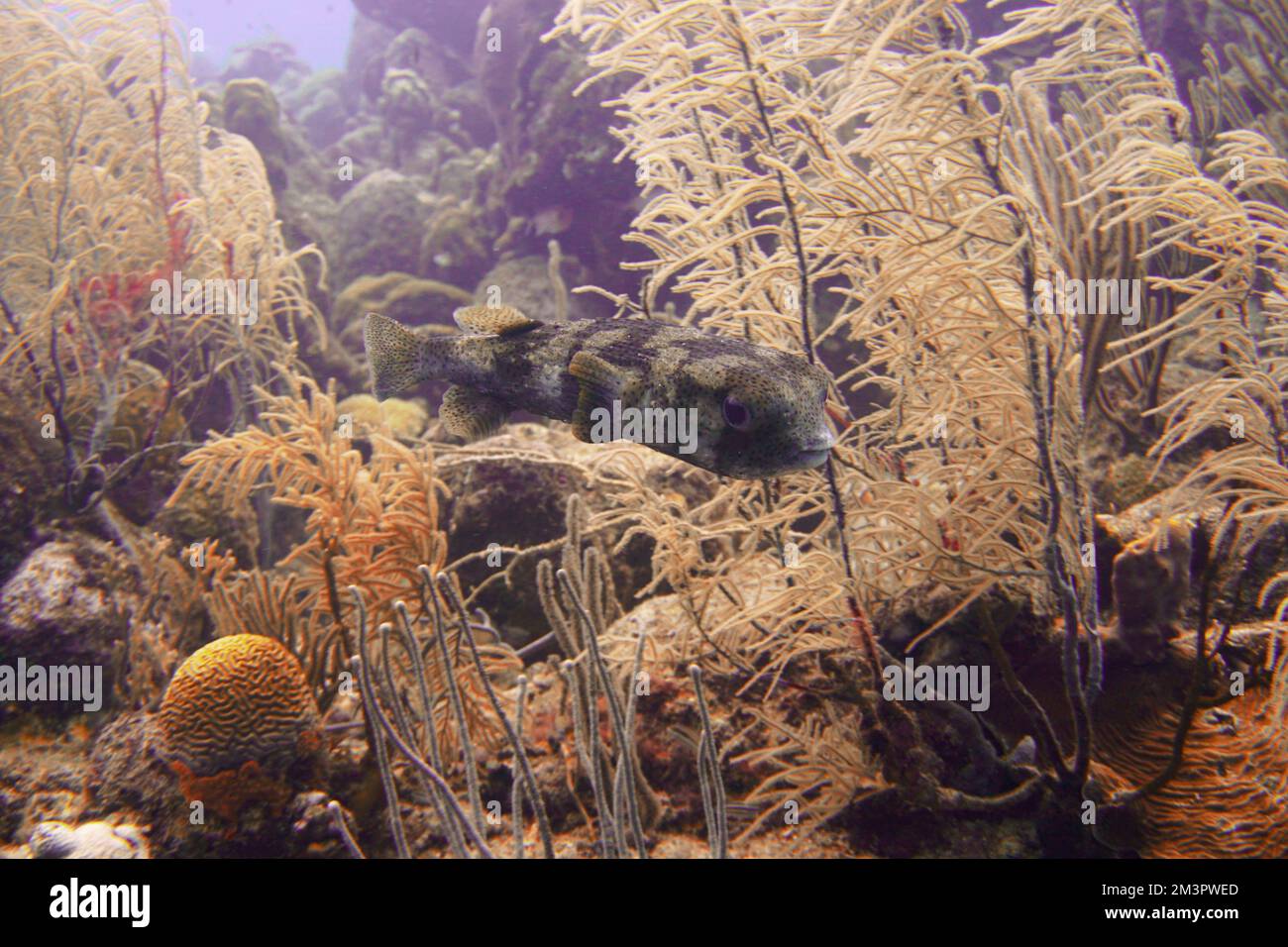 Stachelfische, Pufferfische mit militärischem Camo-Muster Fugu in der Karibik. Curacao, Aruba, Bonaire, Tier, Sporttauchen, Ozean, Unterwasser Stockfoto