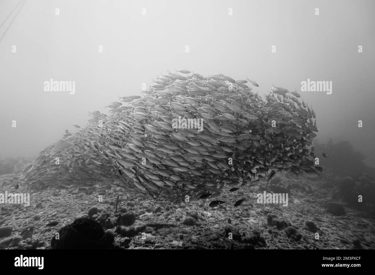 Eine große Schule von Silberfischen, Köderbälle schwimmen im blauen Wasser des karibischen Meeres in Curacao. Eine Gruppe von Fischen ist besser bekannt als Köderball Stockfoto