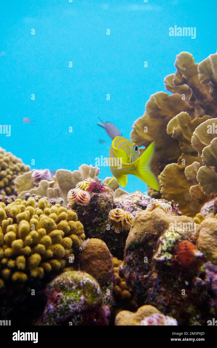 Wunderschönes Korallenriff mit vielen bunten Fischen und Goldfischen im perfekten Wasser des Blauen Meeres, Tauchen, Ozean, Unterwasser Stockfoto