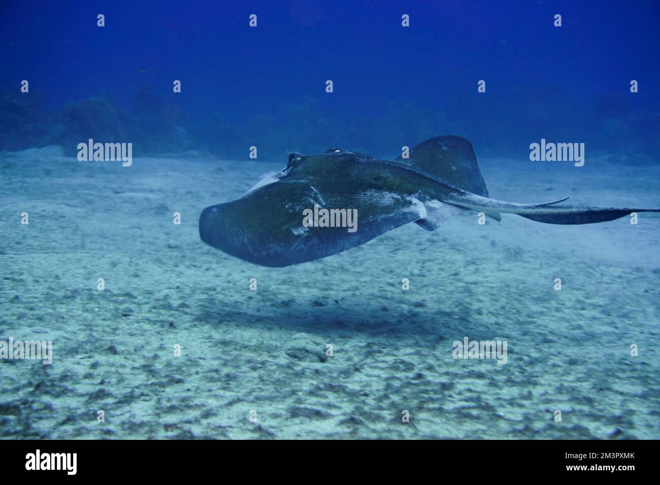 Gefleckter Adlerrochen Schwimmt Im Karibischen Meer. Blaues Wasser. Entspannt, Curacao, Aruba, Bonaire, Tier, Tauchen, Ozean, Unterwasser, Unterwasser Stockfoto