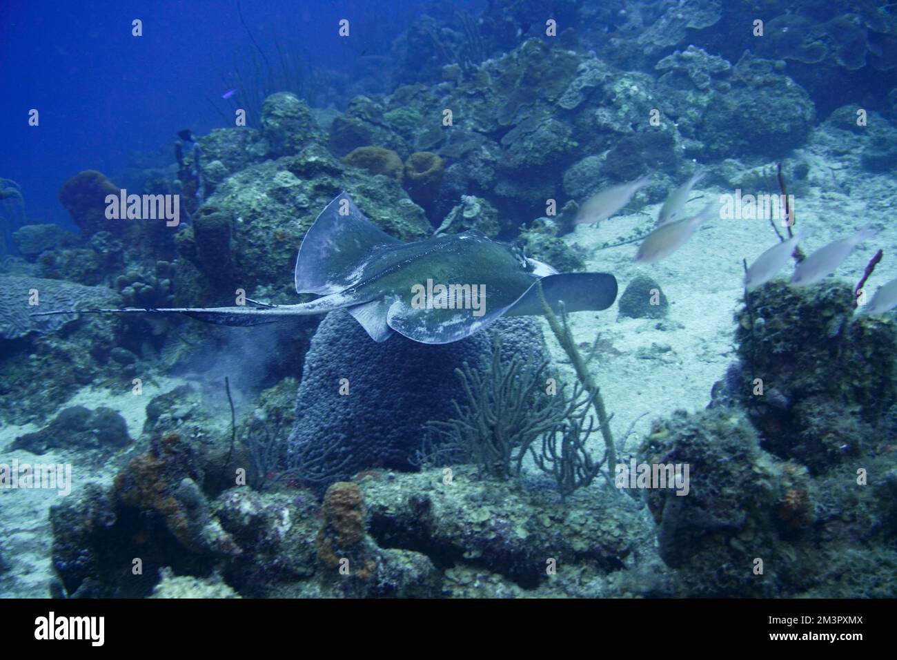 Gefleckter Adlerrochen Schwimmt Im Karibischen Meer. Blaues Wasser. Entspannt, Curacao, Aruba, Bonaire, Tier, Tauchen, Ozean, Unterwasser, Unterwasser Stockfoto
