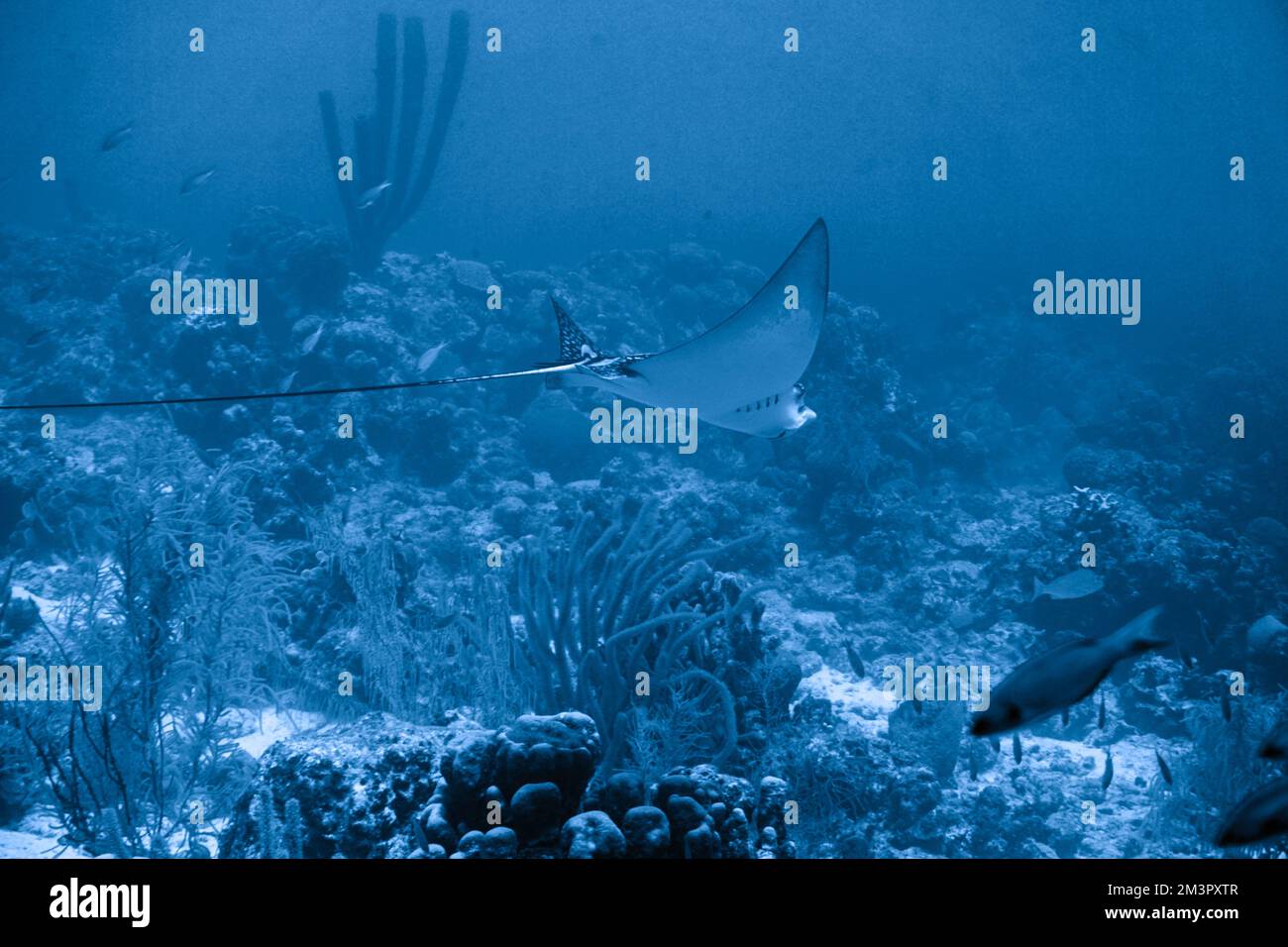 Gefleckter Adlerrochen Schwimmt Im Karibischen Meer. Blaues Wasser. Entspannt, Curacao, Aruba, Bonaire, Tier, Tauchen, Ozean, Unterwasser, Unterwasser Stockfoto