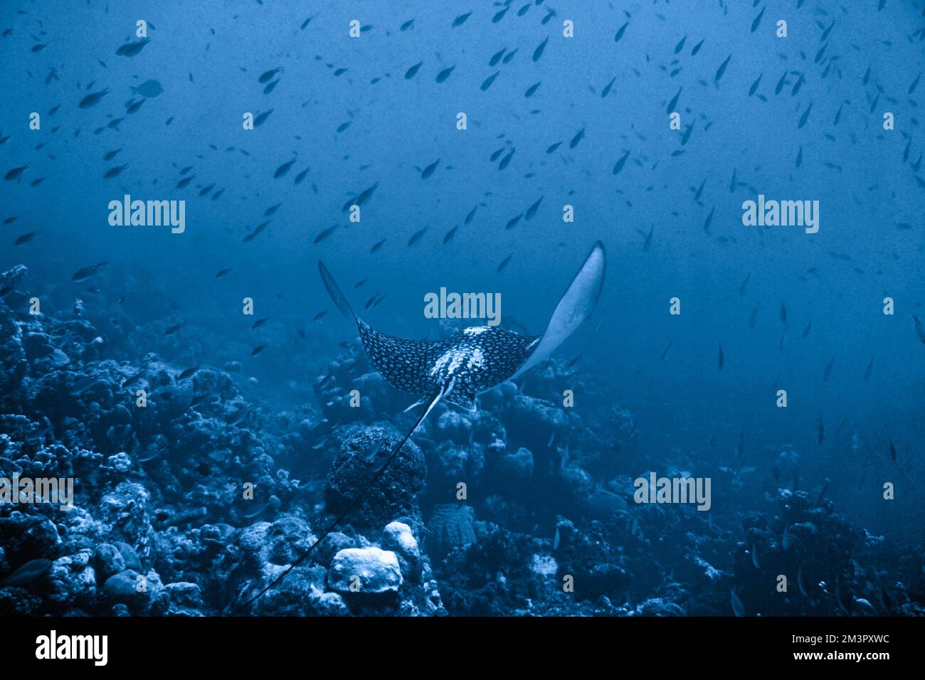 Gefleckter Adlerrochen Schwimmt Im Karibischen Meer. Blaues Wasser. Entspannt, Curacao, Aruba, Bonaire, Tier, Tauchen, Ozean, Unterwasser, Unterwasser Stockfoto