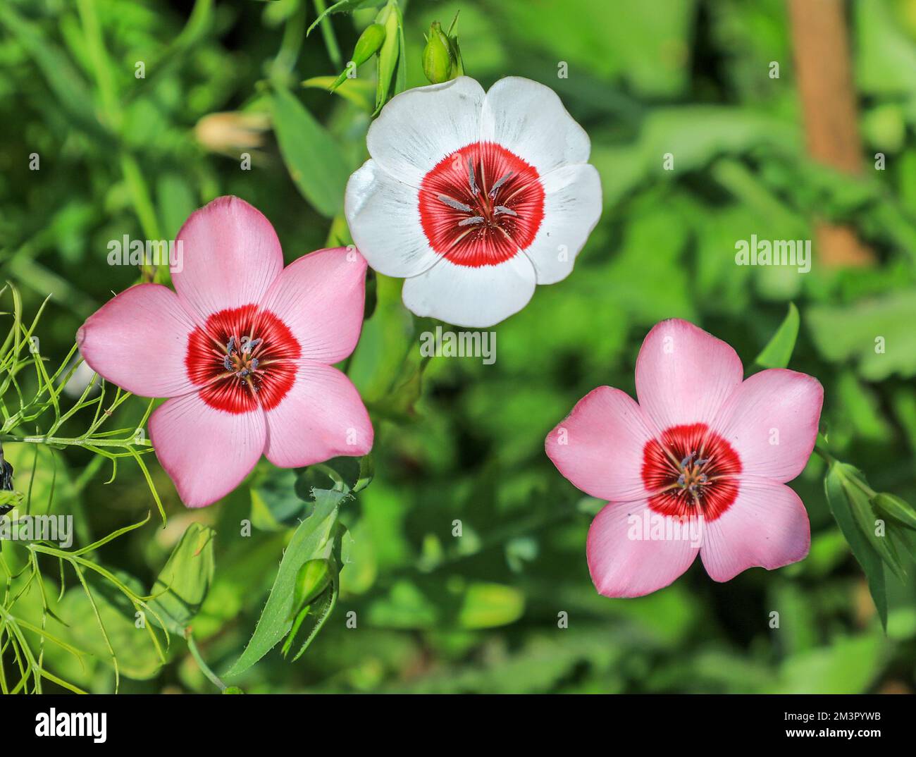 Flachs oder Blütenflachs, Linum grandiflorum „strahlende Augen“-Blüten Stockfoto