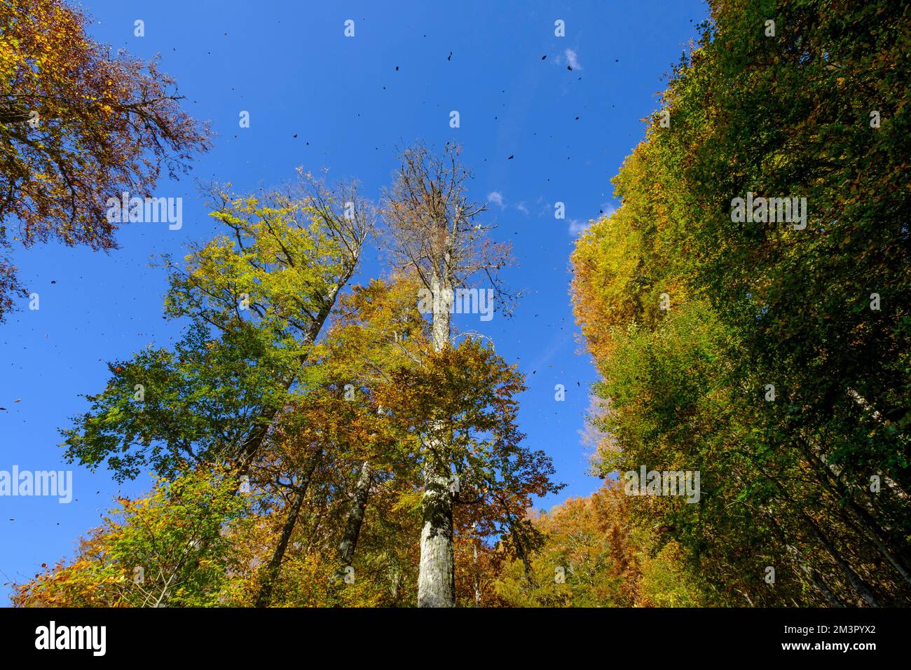 Blätter, die vom Wind von den Buchen fallen, pyrenäen-Nationalpark, pyrenäen-atlantiques, neue aquitanien-Region, frankreich Stockfoto