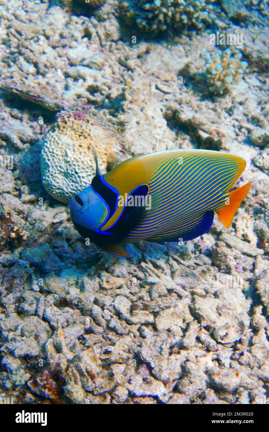 Wunderschönes Korallenriff mit vielen bunten Fischen und Goldfischen im perfekten Wasser des Blauen Meeres, Tauchen, Ozean, Unterwasser Stockfoto