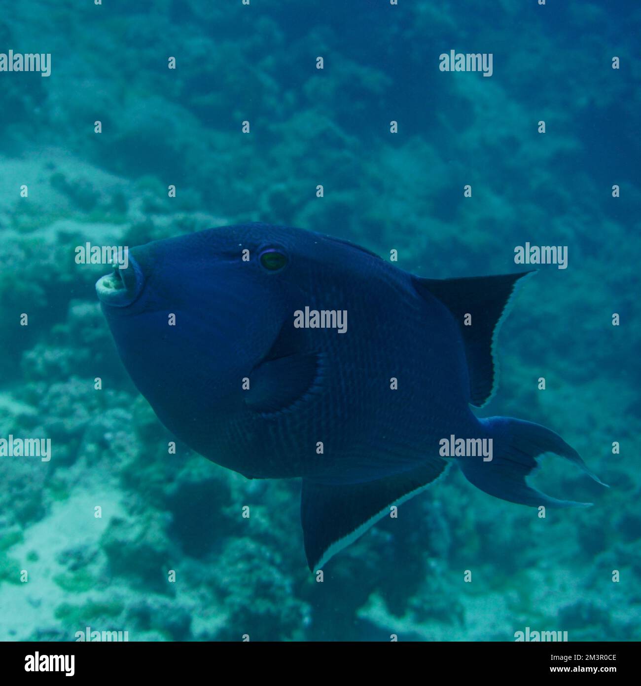 Schöner Picasso Titan Triggerfish, Auslöser Fische an einem bunten Korallenriff im Roten Meer in Ägypten. Blaues Wasser, Hurghada, Sporttauchen, Unterwasser Stockfoto