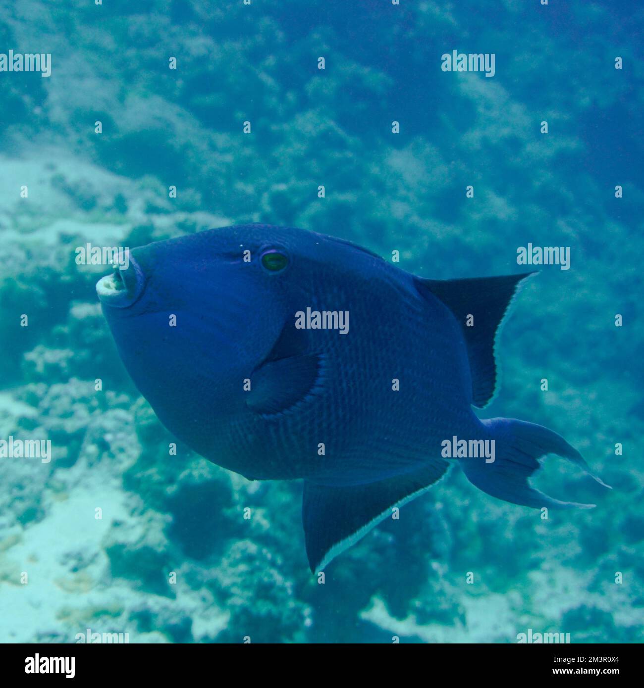 Schöner Picasso Titan Triggerfish, Auslöser Fische an einem bunten Korallenriff im Roten Meer in Ägypten. Blaues Wasser, Hurghada, Sporttauchen, Unterwasser Stockfoto