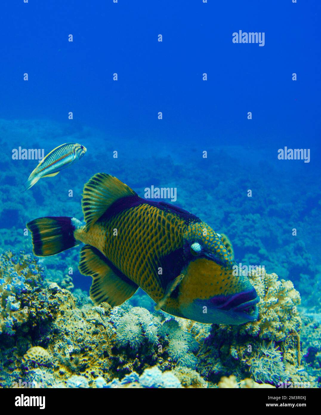 Schöner Picasso Titan Triggerfish, Auslöser Fische an einem bunten Korallenriff im Roten Meer in Ägypten. Blaues Wasser, Hurghada, Sporttauchen, Unterwasser Stockfoto