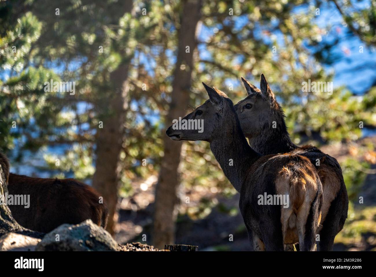 Rotwild - cervol, cerf, in Parc Animalier - Wildlife Park, Les Angles, Capcir, Pyrenees Orientales, Frankreich Stockfoto