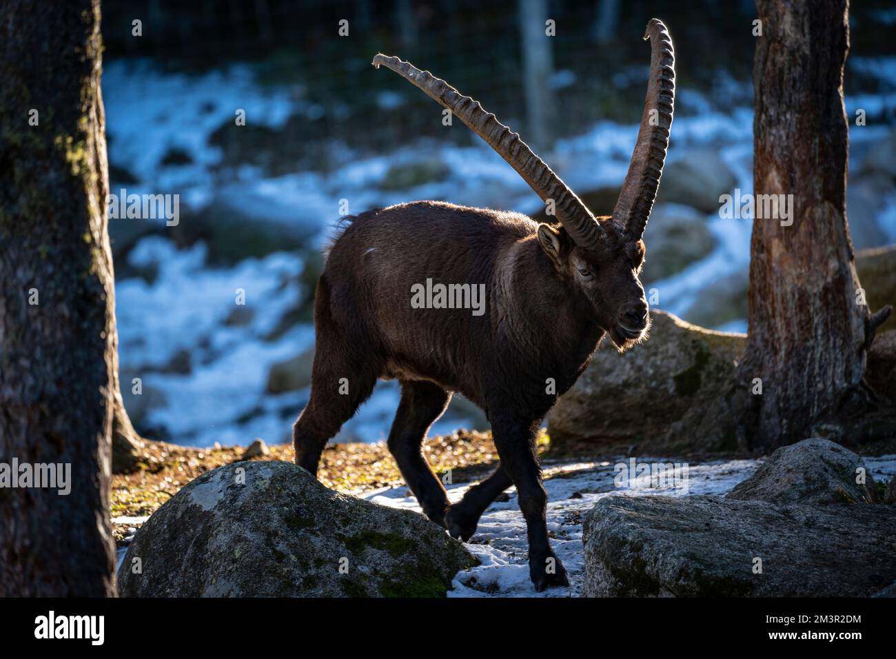 Iberian Ibex oder Bouquetin, Capra pyrenaica, Parc Animalier - Wildlife Park, Les Angles, Capcir, Pyrenees Orientales, Frankreich Stockfoto