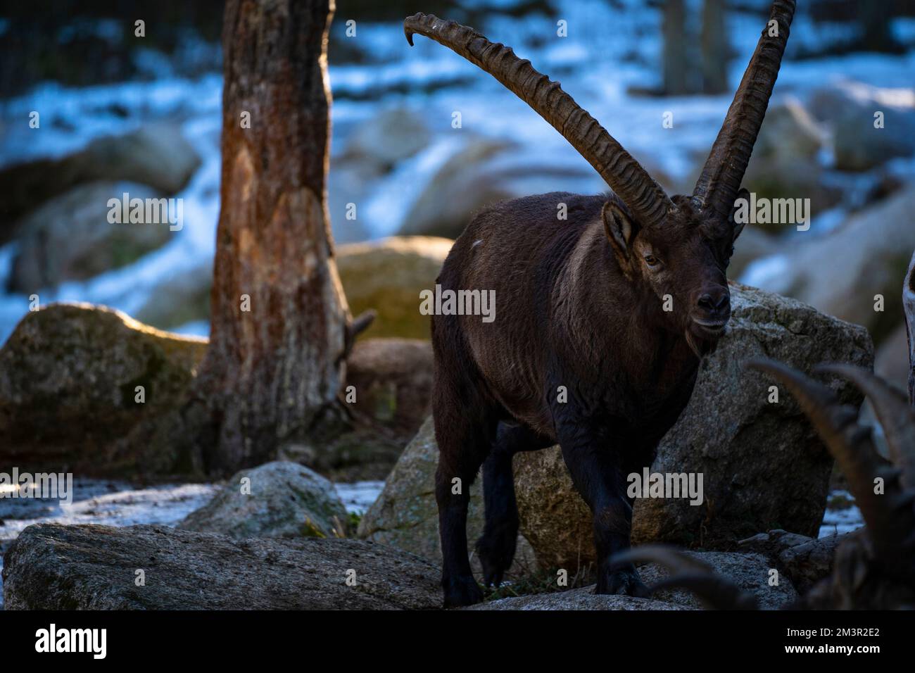Iberian Ibex oder Bouquetin, Capra pyrenaica, Parc Animalier - Wildlife Park, Les Angles, Capcir, Pyrenees Orientales, Frankreich Stockfoto