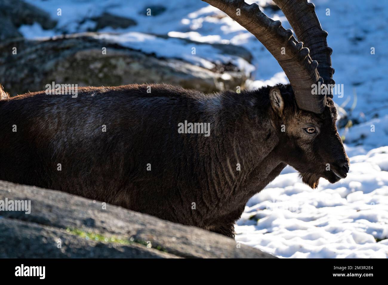 Iberian Ibex oder Bouquetin, Capra pyrenaica, Parc Animalier - Wildlife Park, Les Angles, Capcir, Pyrenees Orientales, Frankreich Stockfoto
