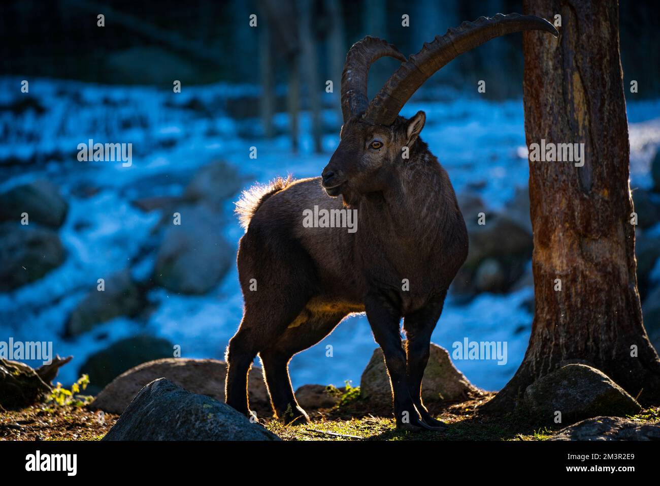 Iberian Ibex oder Bouquetin, Capra pyrenaica, Parc Animalier - Wildlife Park, Les Angles, Capcir, Pyrenees Orientales, Frankreich Stockfoto