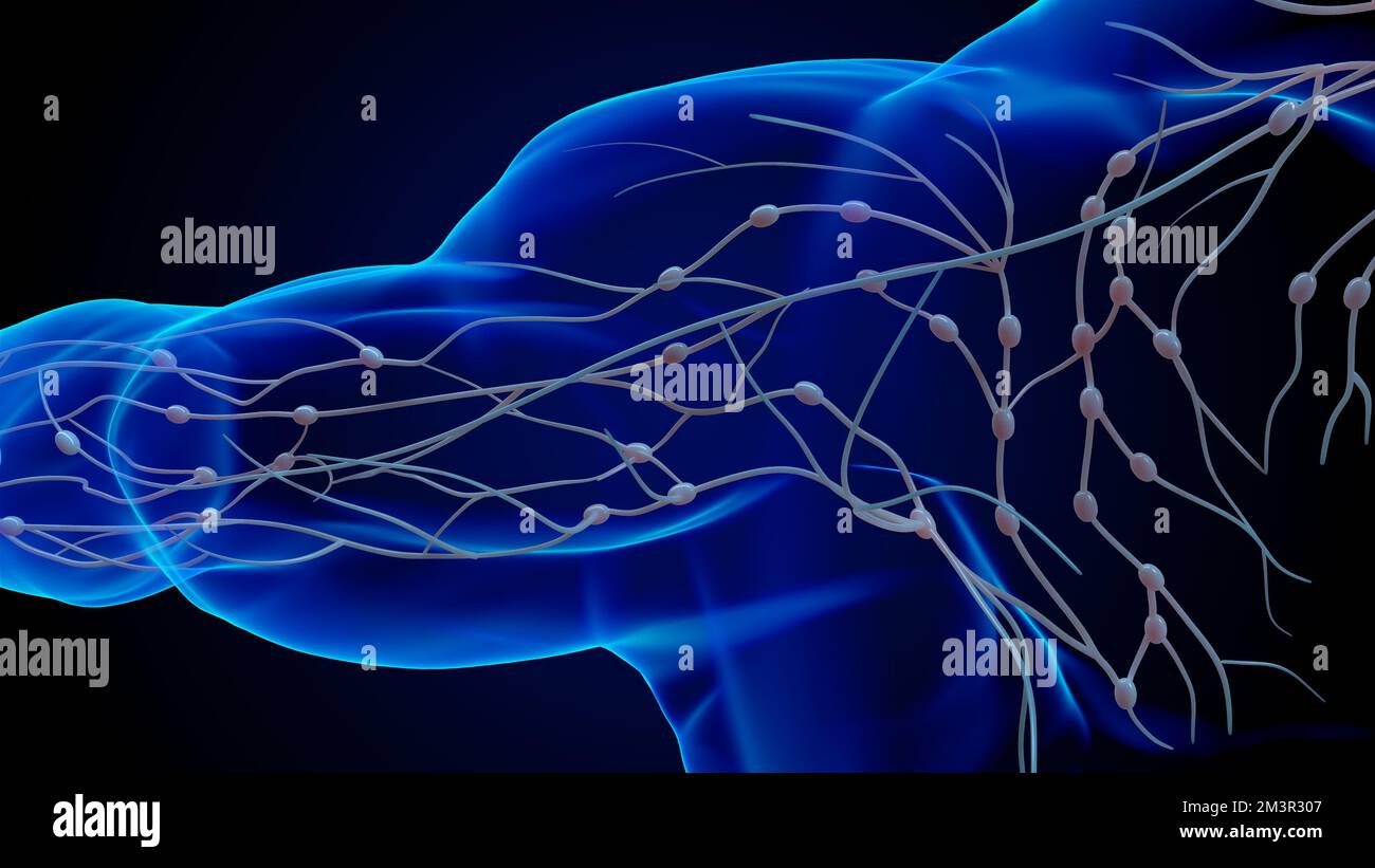 Anatomie der menschlichen Lymphknoten für die medizinische Konzeption 3D Stockfoto