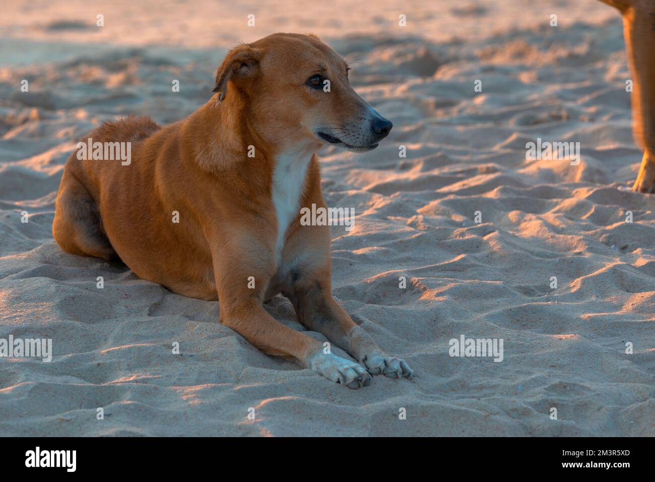 Hund Liegt Am Strand Stockfoto
