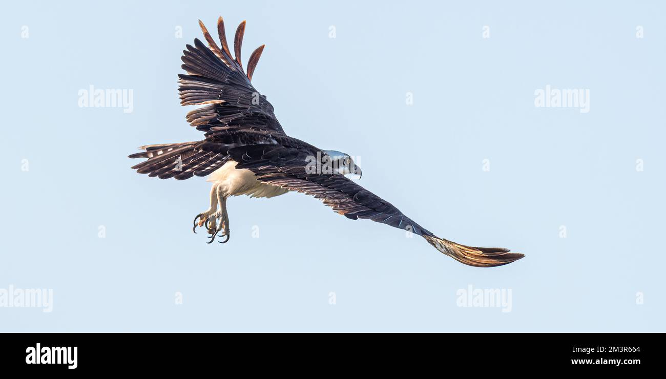 Ein Fischadler (Pandion haliaetus) im Flug gegen den klaren Himmel auf den Florida Keys, USA. Stockfoto