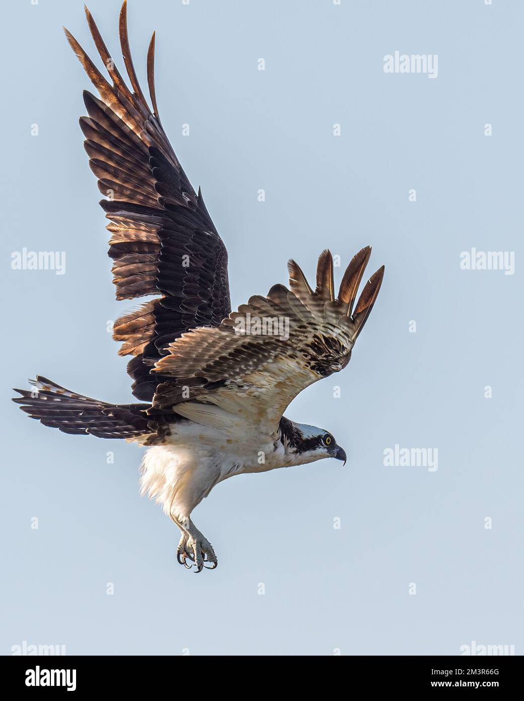 Ein Fischadler (Pandion haliaetus) im Flug gegen den klaren Himmel auf den Florida Keys, USA. Stockfoto