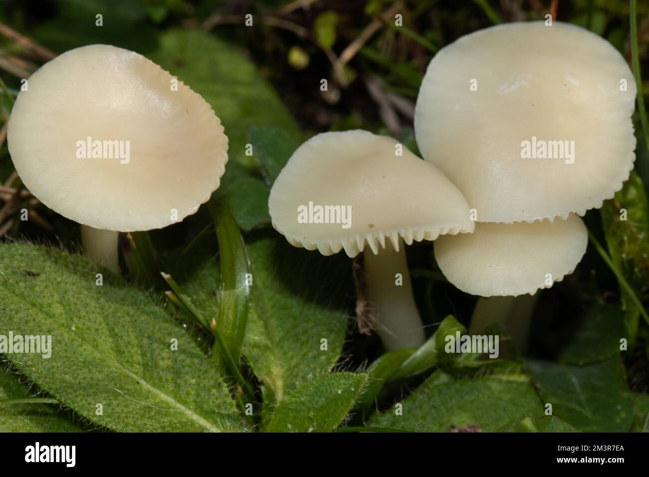 Schneeweisser Ellerling vier Fruchtkörper mit cremefarbenen Kappen und Stämmen nebeneinander in grünem Gras Stockfoto