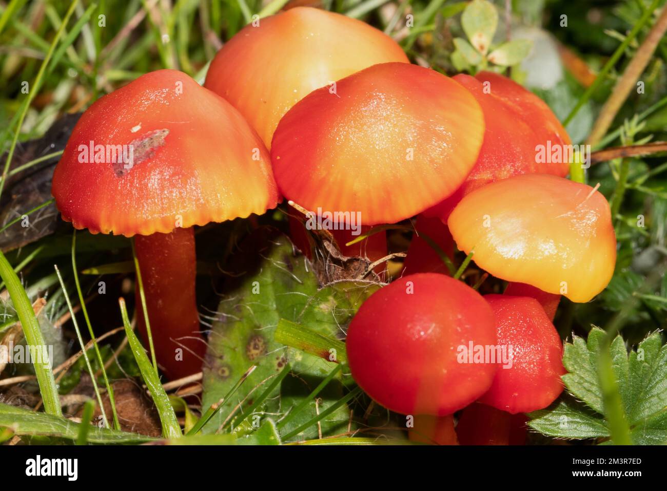 Kirschrot, sieben fruchtbare Körper mit kirschroten Kappen und Stämmen Seite an Seite in grünem Gras Stockfoto