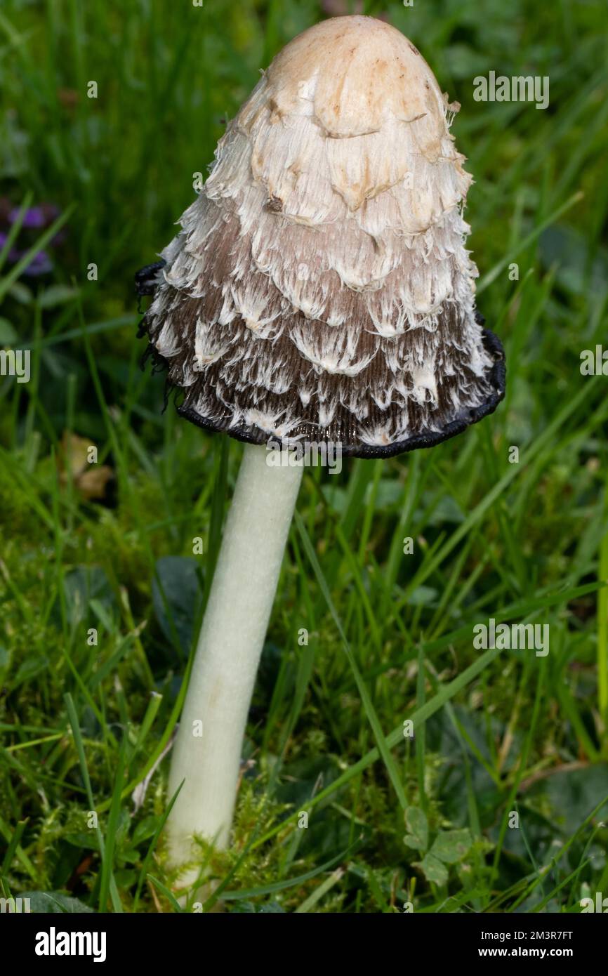 Kammiger, fruchtiger Körper weißlicher Stiel und weiß-schwarzer Schuppenkopf auf grüner Wiese Stockfoto