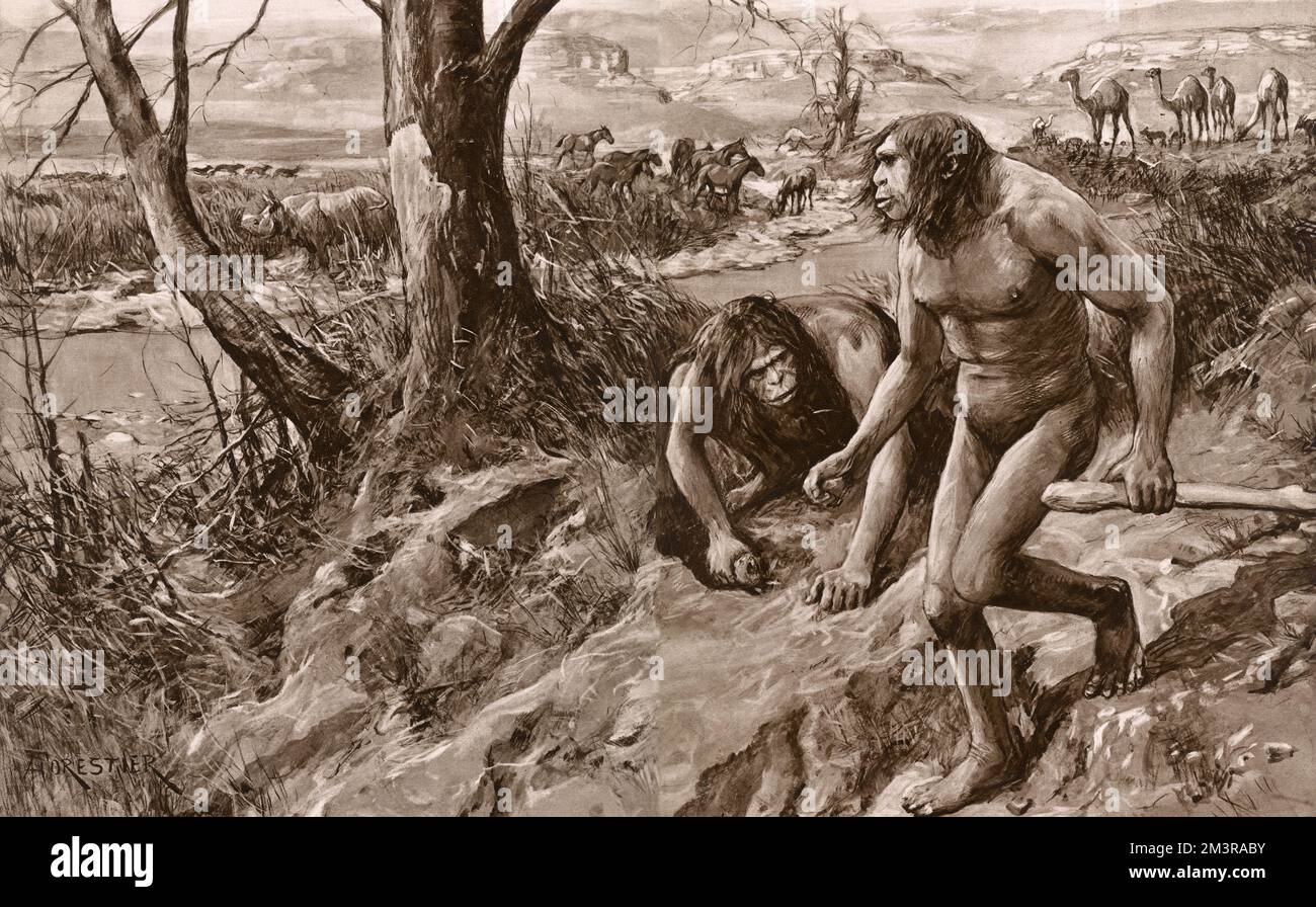 Der früheste Mensch, der von einem Zahn verfolgt wird: Eine erstaunliche Entdeckung menschlicher Überreste in den Pliozän-Schichten. Eine künstlerische Vision von Hesperopithecus (dem Affen der westlichen Welt) und zeitgenössischen Tieren. Der Fund eines fossilen Molarenzahns in den Snake Creek-Betten im Sioux County, Nebraska, USA, hat Anthropologen zu Behauptungen über die Herkunft des Menschen geführt. Datum: 1922 Stockfoto