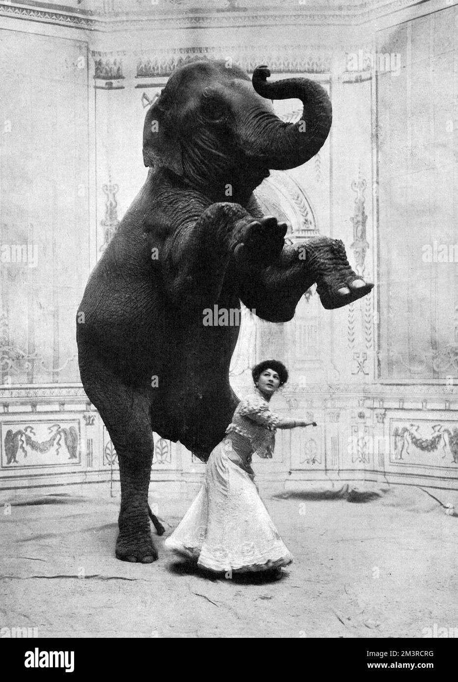 Leistungsfähigkeit und Dossibilität. Miss Orford tritt mit ihren Elefanten in Wien auf. Datum: 1910 Stockfoto