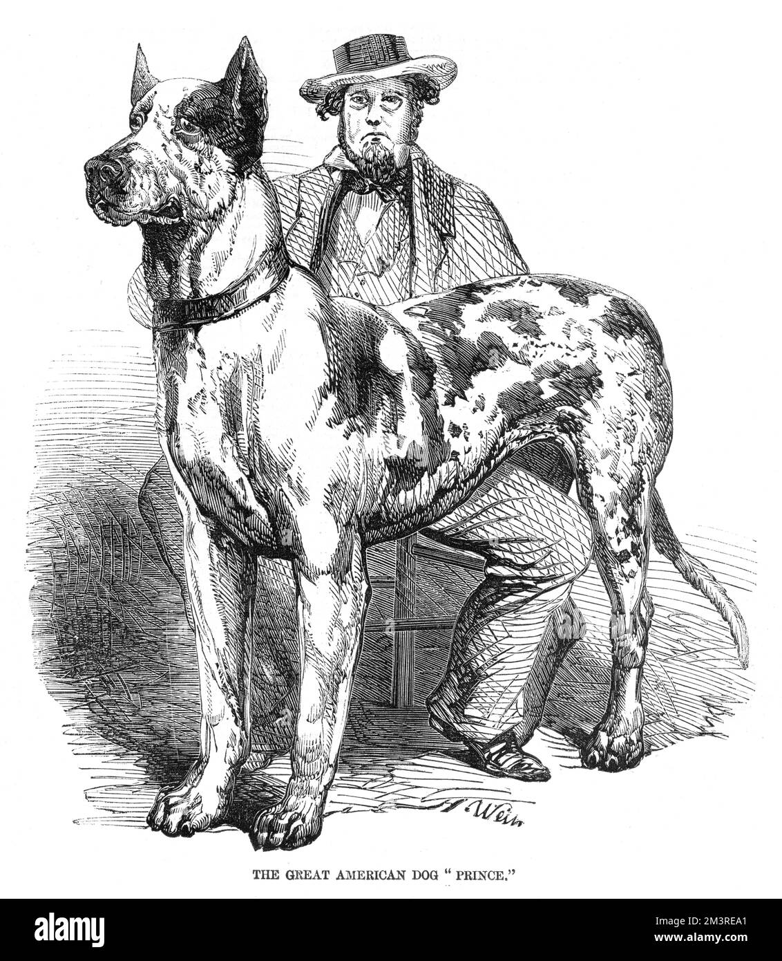 Der große amerikanische Hund Prince, ein sibirischer Bluthund, mit seinem Besitzer Mr. Francis Butler aus New York, der die Ehre hatte, mit seinem Begleiter das Schloss Windsor zu besuchen, im Interesse von Königin Victoria und Prinz Albert. Der Hund ist von gigantischen Proportionen und symmetrischer Schönheit, kombiniert mit unerschrockenem Mut und perfekter Docilität. Datum: 1857 Stockfoto