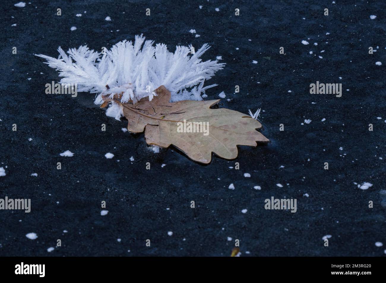 Mit Eiskristallen bedeckte Eichenblätter auf gefrorener Wasseroberfläche, Hessen, Deutschland Stockfoto