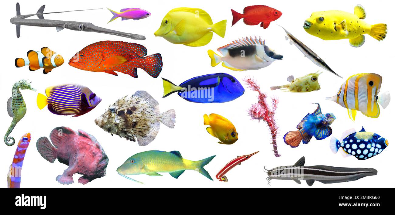 Korallenriff, Fisch, Rifffisch, Biodiversität, geerntet, Farbenfroher, indopazifischer, weißer Hintergrund Stockfoto