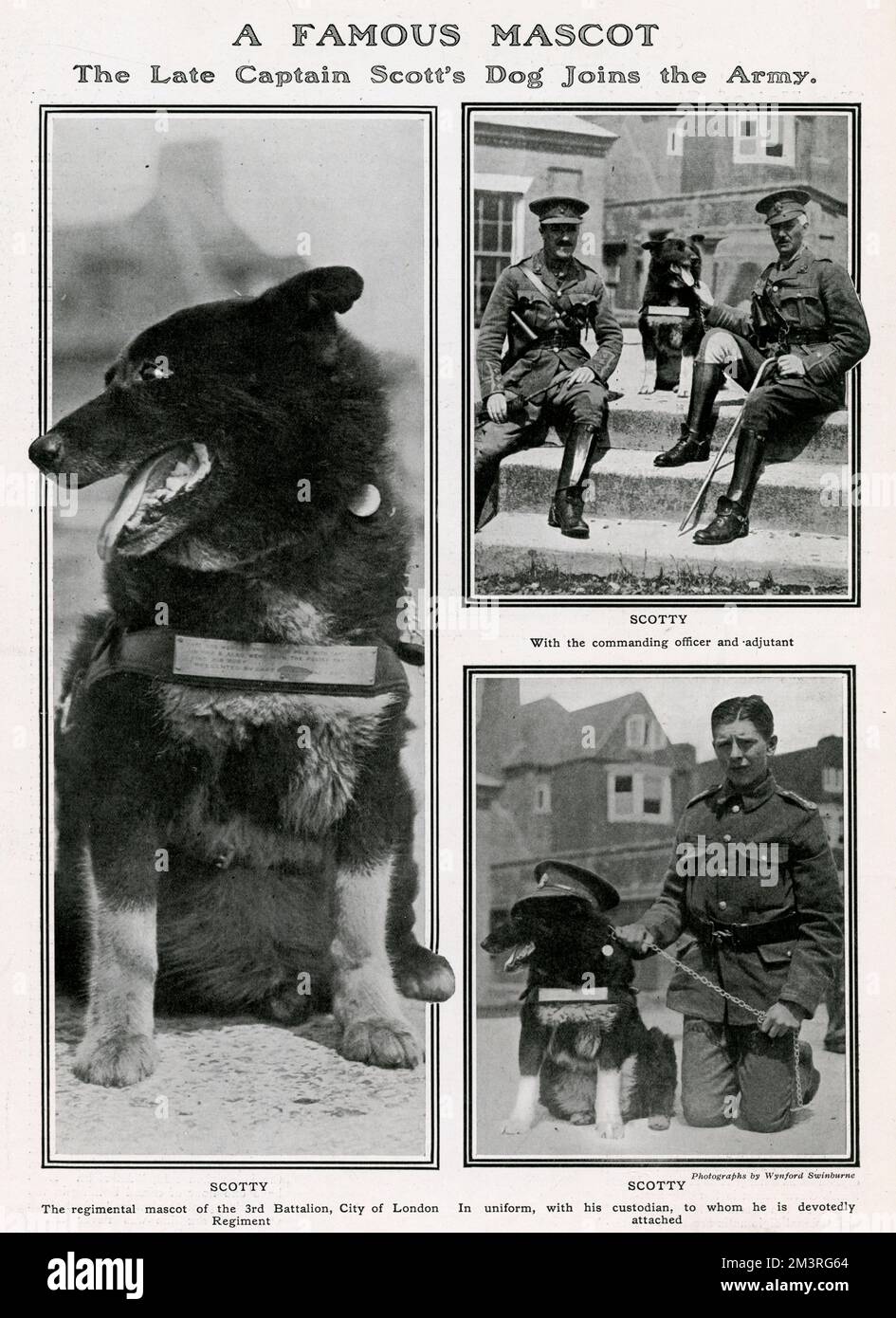 Scotty, der Hund von Captain Robert Falcon Scott, der 1912 mit Scott zum Südpol ging und mit der Hilfstruppe ging, um die Leiche seines verstorbenen Meisters zu finden. Anschließend wurde er dem 3.. Bataillon, City of London Regiment, von Captain F. Keith Jones als Regimentsmaskottchen vorgestellt. Dem Titel nach war Scotty sehr wild und der Tod von drei Eseln lag an ihm. Datum: 1915 Stockfoto