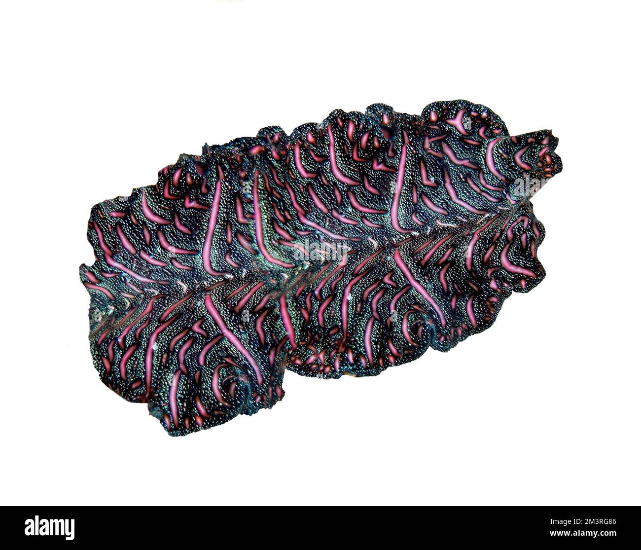 Persischer Teppich, bedford-Flachwurm (Pseudobiceros bedfordi), Gefrierrahmen, Korallenriff, Indo-Pacific, Cebu, Philippinen, weißer Hintergrund Stockfoto