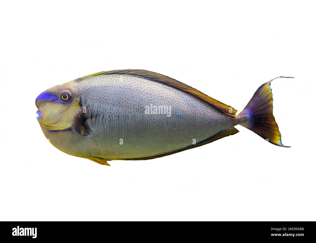 Bignose-Einhornfisch (Naso vlamingii), Standbild, Korallenriff, Indo-Pazifik, weißer Hintergrund Stockfoto