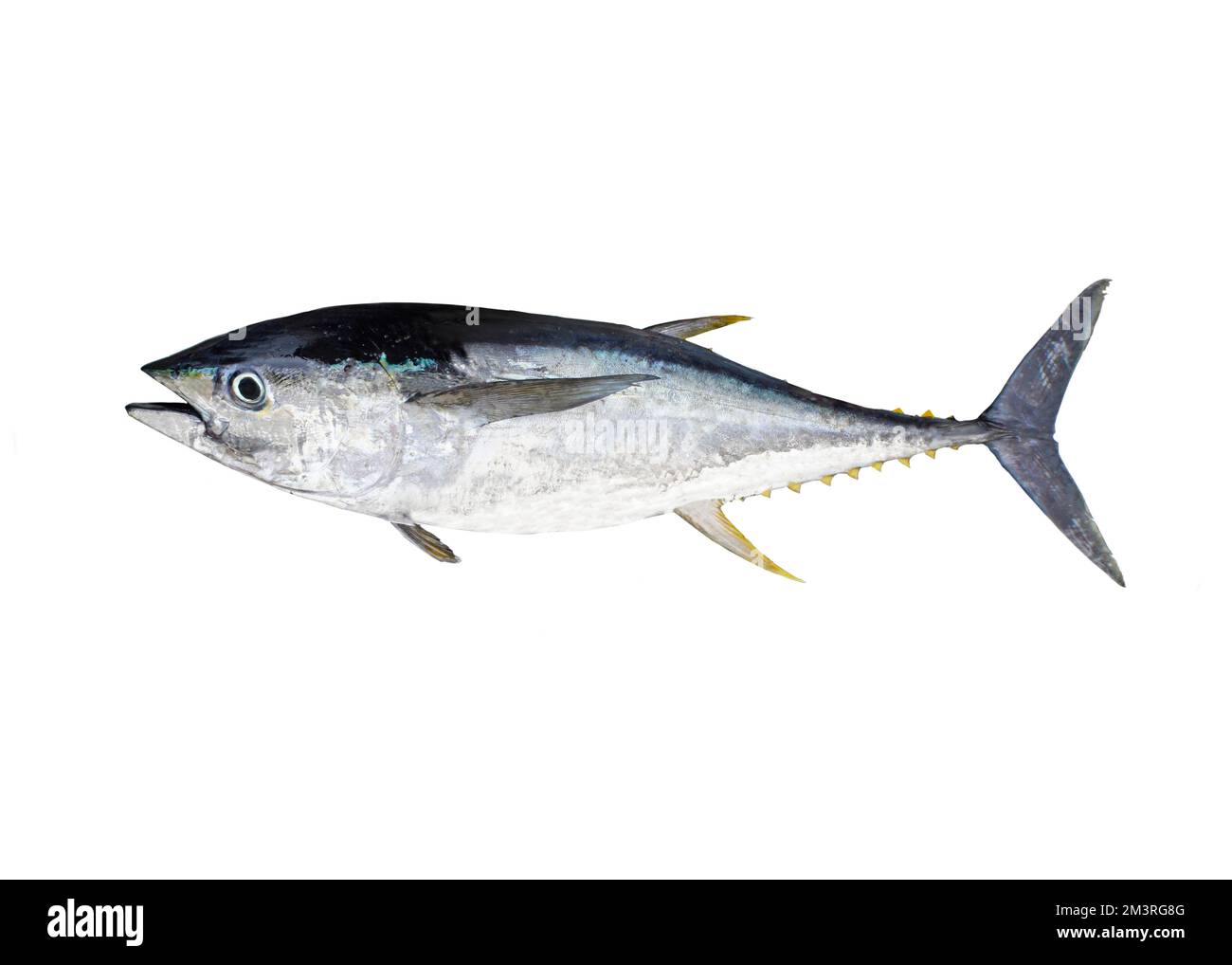 Gelbflossenthun (Thunnus albacares), Gefrierrahmen, Raubtier, Umrundung, weißer Hintergrund Stockfoto