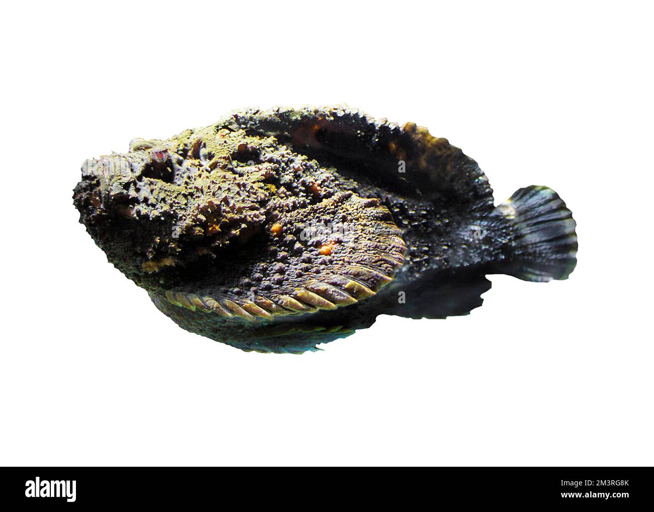 Riffsteinfisch (Synanceia verrucosa), ausgeschnitten, Venomous, Lurker, Indo-Pacific, Weißer Hintergrund Stockfoto