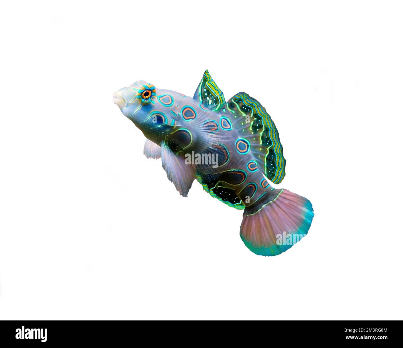 LSD Eierfisch (Synchiropus picturatus), freie Sicht, Korallenriff, Indopazifik, weißer Hintergrund Stockfoto